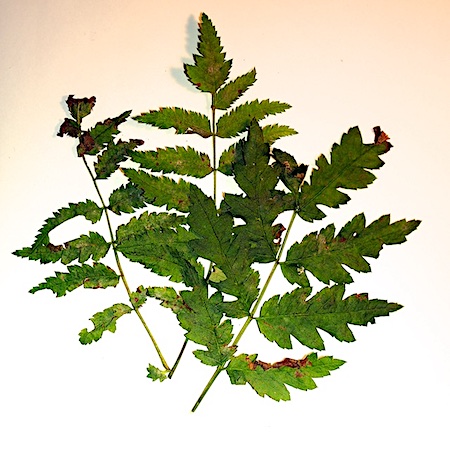 Podosphaera clandestina