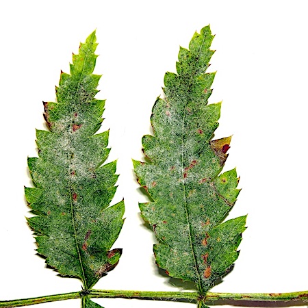 Podosphaera clandestina