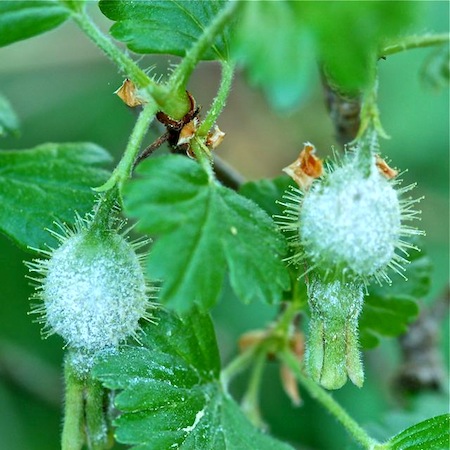 Podosphaera mors-uvae