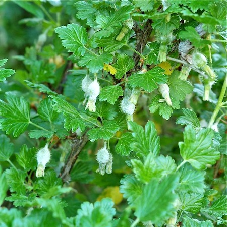 Podosphaera mors-uvae