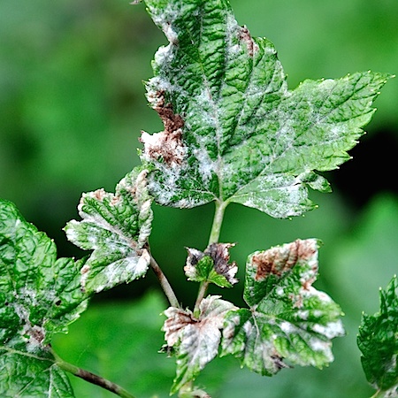 Podosphaera mors-uvae