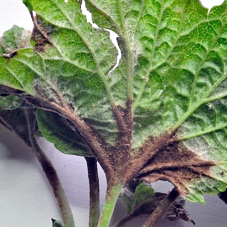 Podosphaera mors-uvae