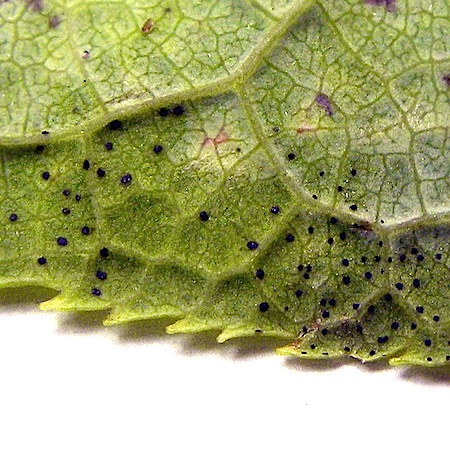 Podosphaera tridactyla