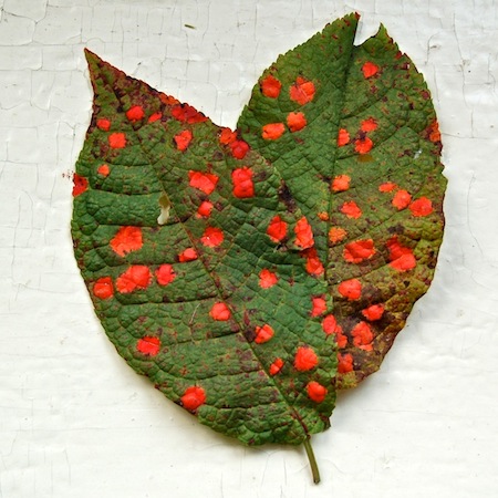 Polystigma fulvum