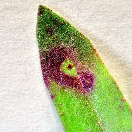 Puccinia acetosae