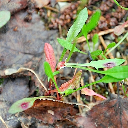 Puccinia acetosae