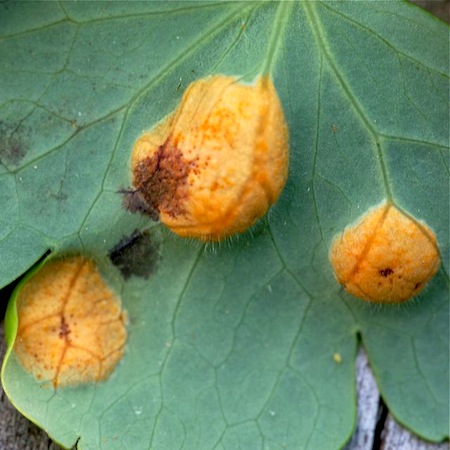 Puccinia agrostidis