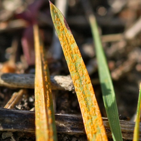 Puccinia agrostidis