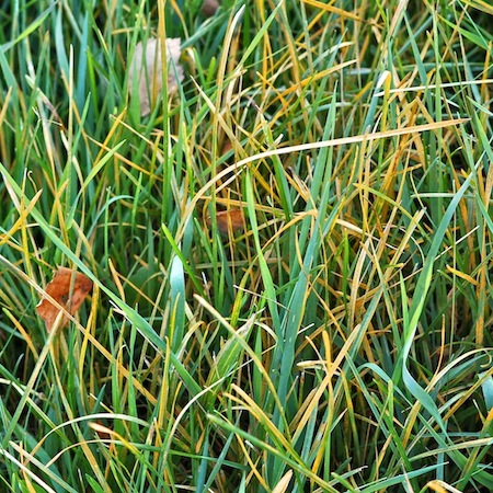 Puccinia agrostidis