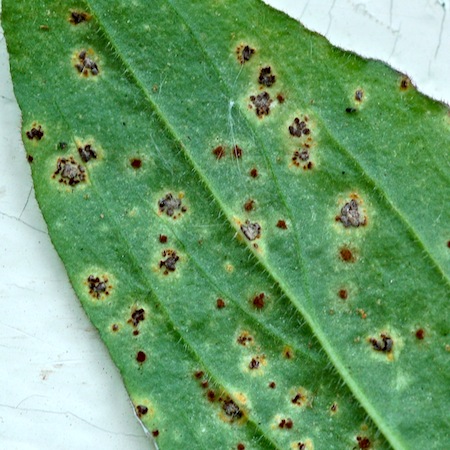 Puccinia arenariae