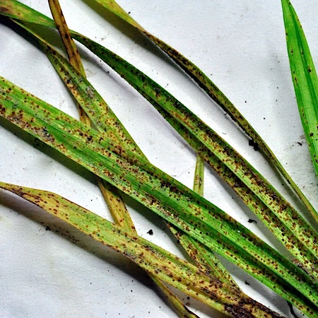 Puccinia caricina