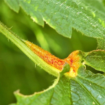Puccinia caricina