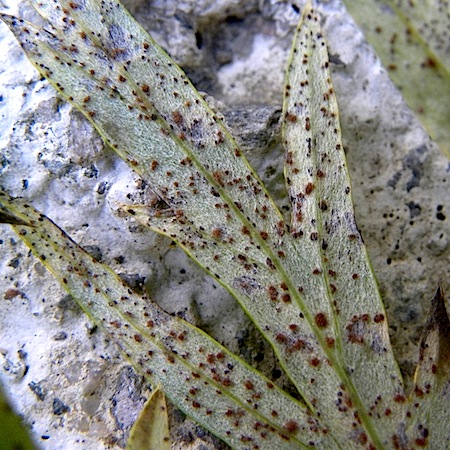 Puccinia chrysanthemi
