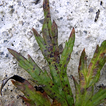 Puccinia chrysanthemi