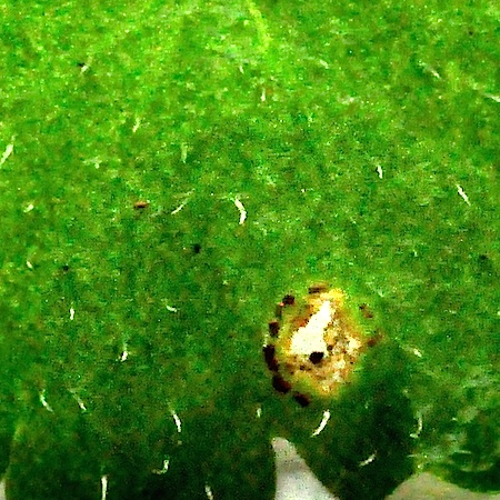 Puccinia chrysosplenii