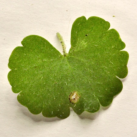 Puccinia chrysosplenii