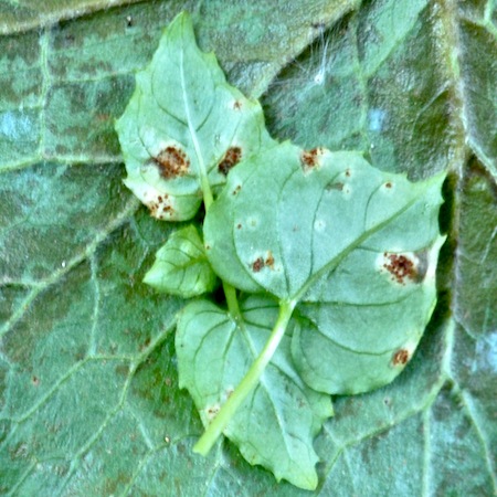 Puccinia circaeae