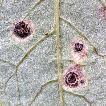 Puccinia cnici-oleracei