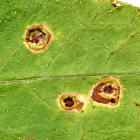 Puccinia cnici-oleracei
