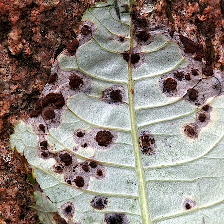 Puccinia cnici-oleracei