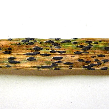 Puccinia coronata