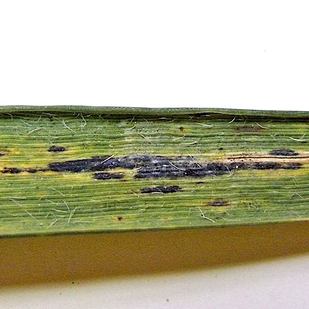 Puccinia coronata