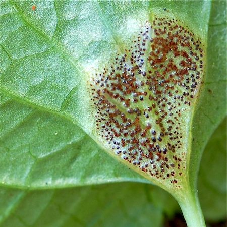 Puccinia fergussonii