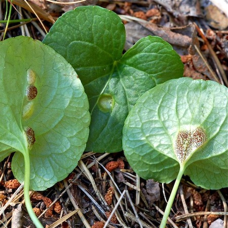 Puccinia fergussonii