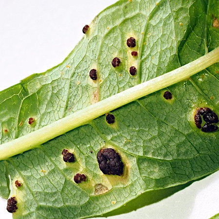 Pucciniastrum epilobii