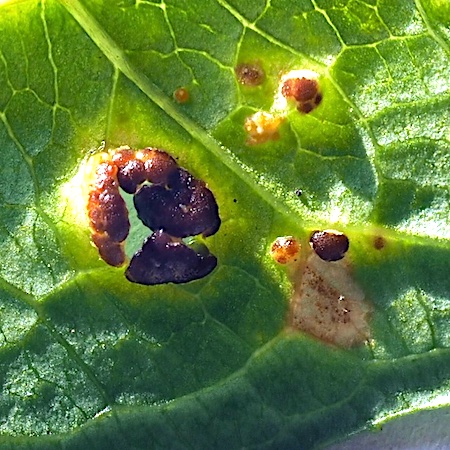 Pucciniastrum epilobii