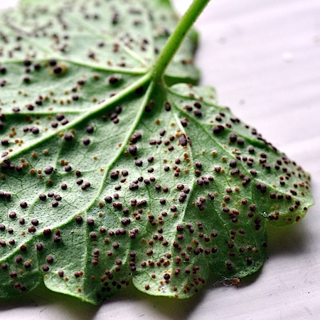 Puccinia glechomatis