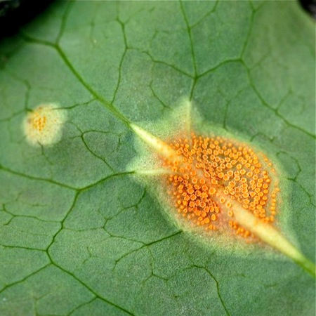 Puccinia graminis