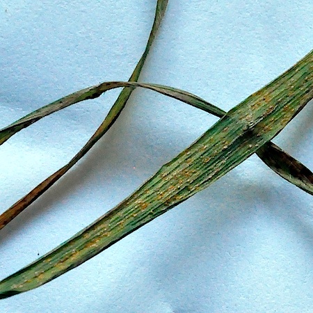 Puccinia melicae