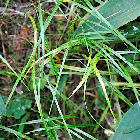 Puccinia melicae