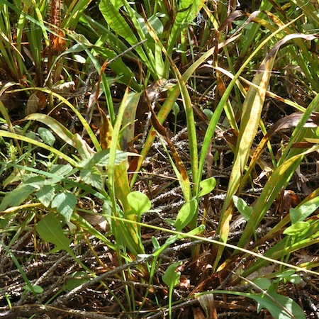 Puccinia obscura