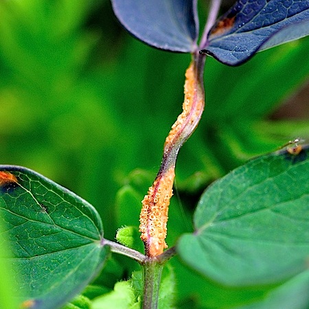 Puccinia persistens