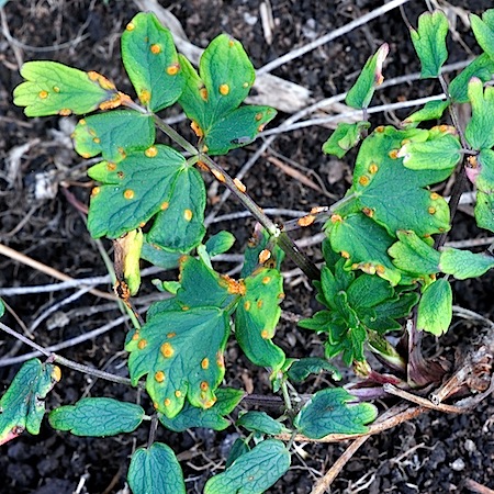 Puccinia persistens