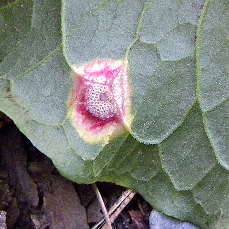 Puccinia phragmitis