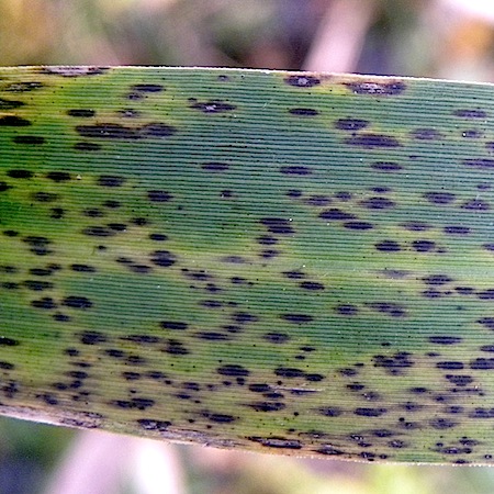 Puccinia phragmitis