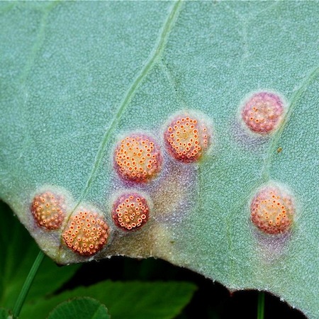 Puccinia poarum