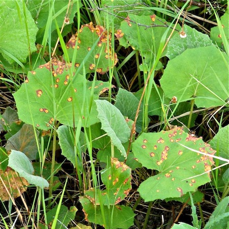 Puccinia poarum