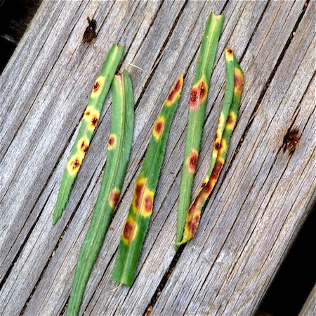 Puccinia ptarmicae