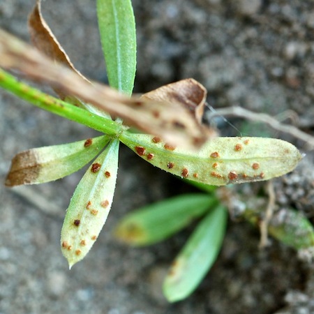 Puccinia punctata