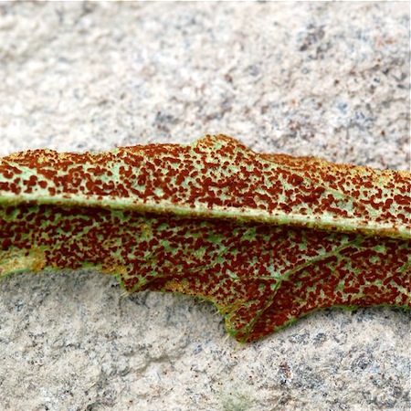 Puccinia punctiformis