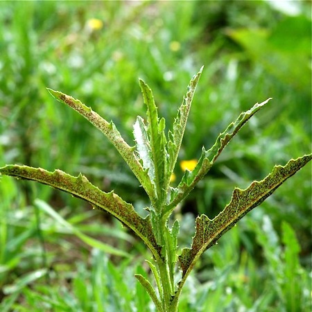 Puccinia punctiformis