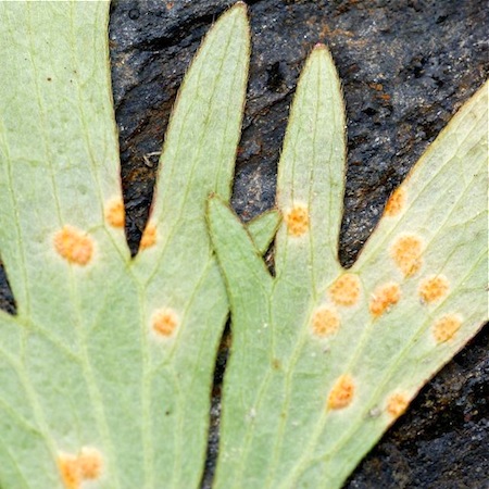 Puccinia recondita