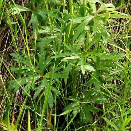 Puccinia recondita