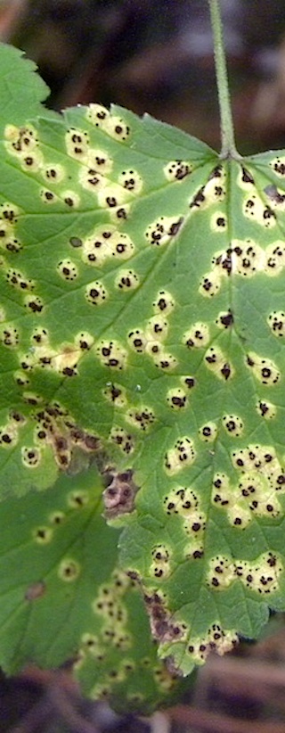 puccinia_ribis