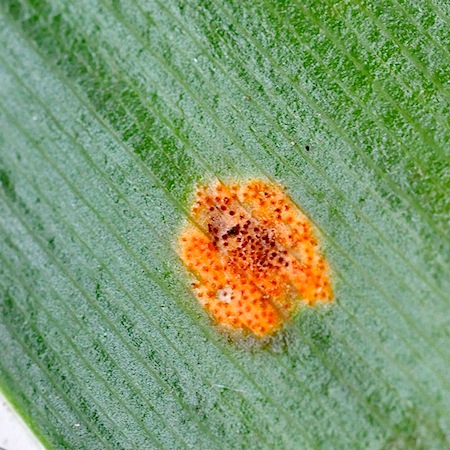 Puccinia sessilis
