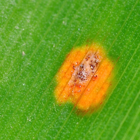 Puccinia sessilis